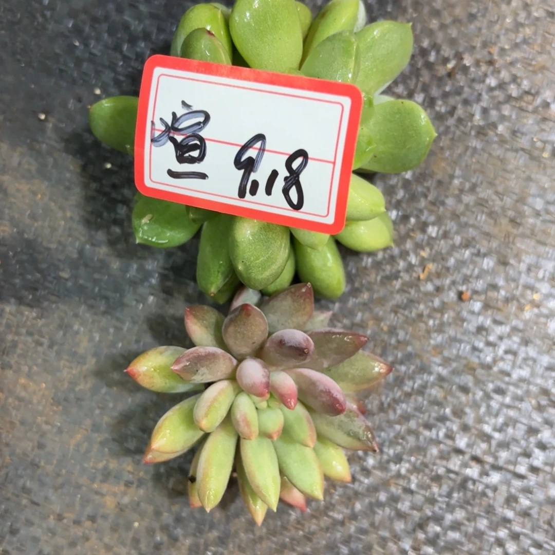 喧***车厘子锦，百搭喧专拍9.18