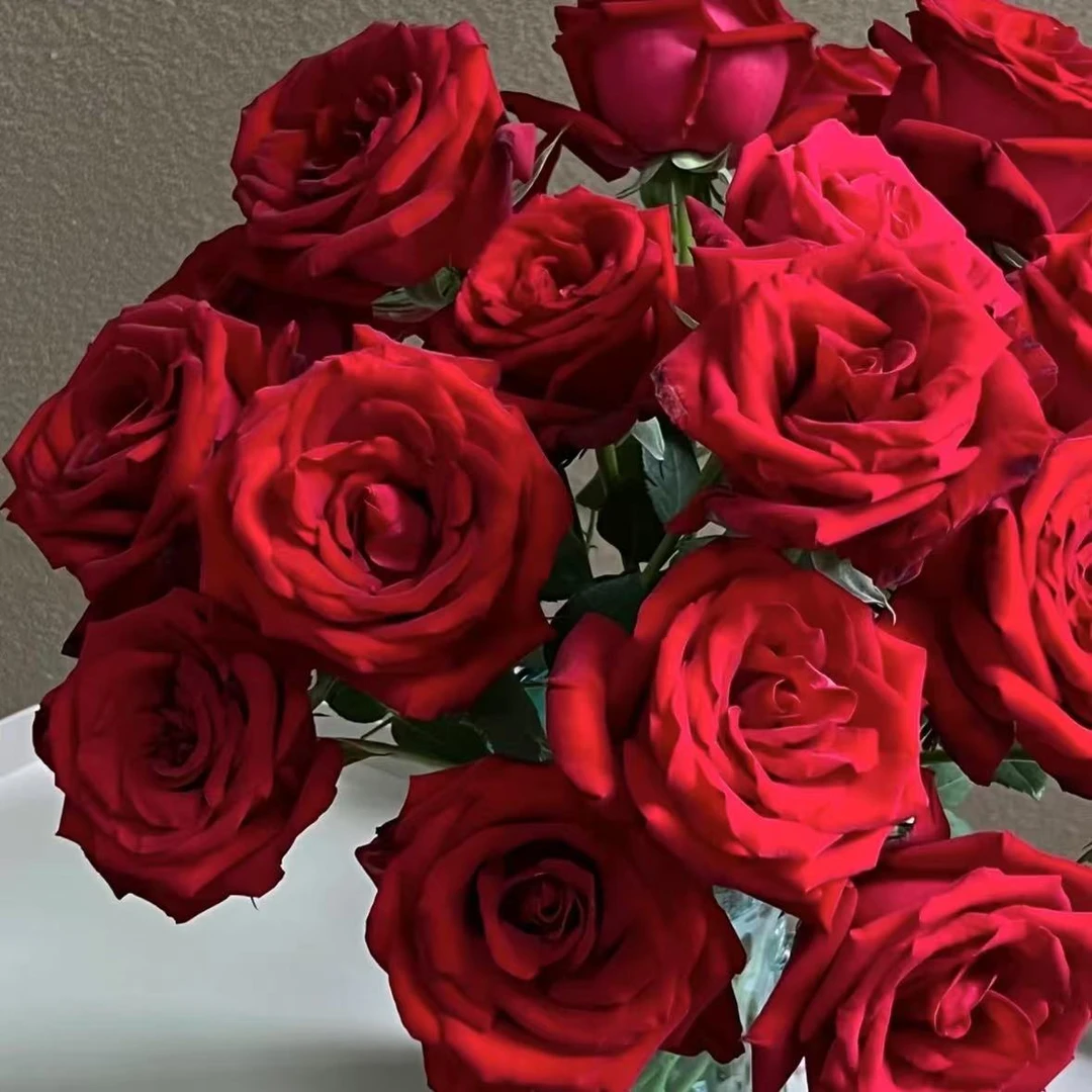 【植迷不误】卡罗拉玫瑰 居家 花束 插花 云南鲜花 基地包邮直发