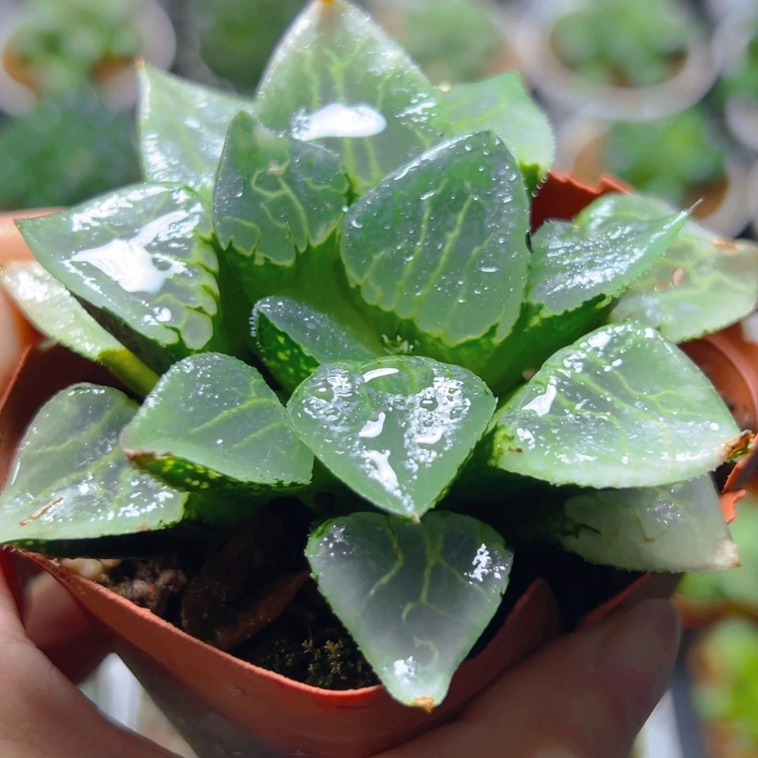 沁影克玉露多肉多肉