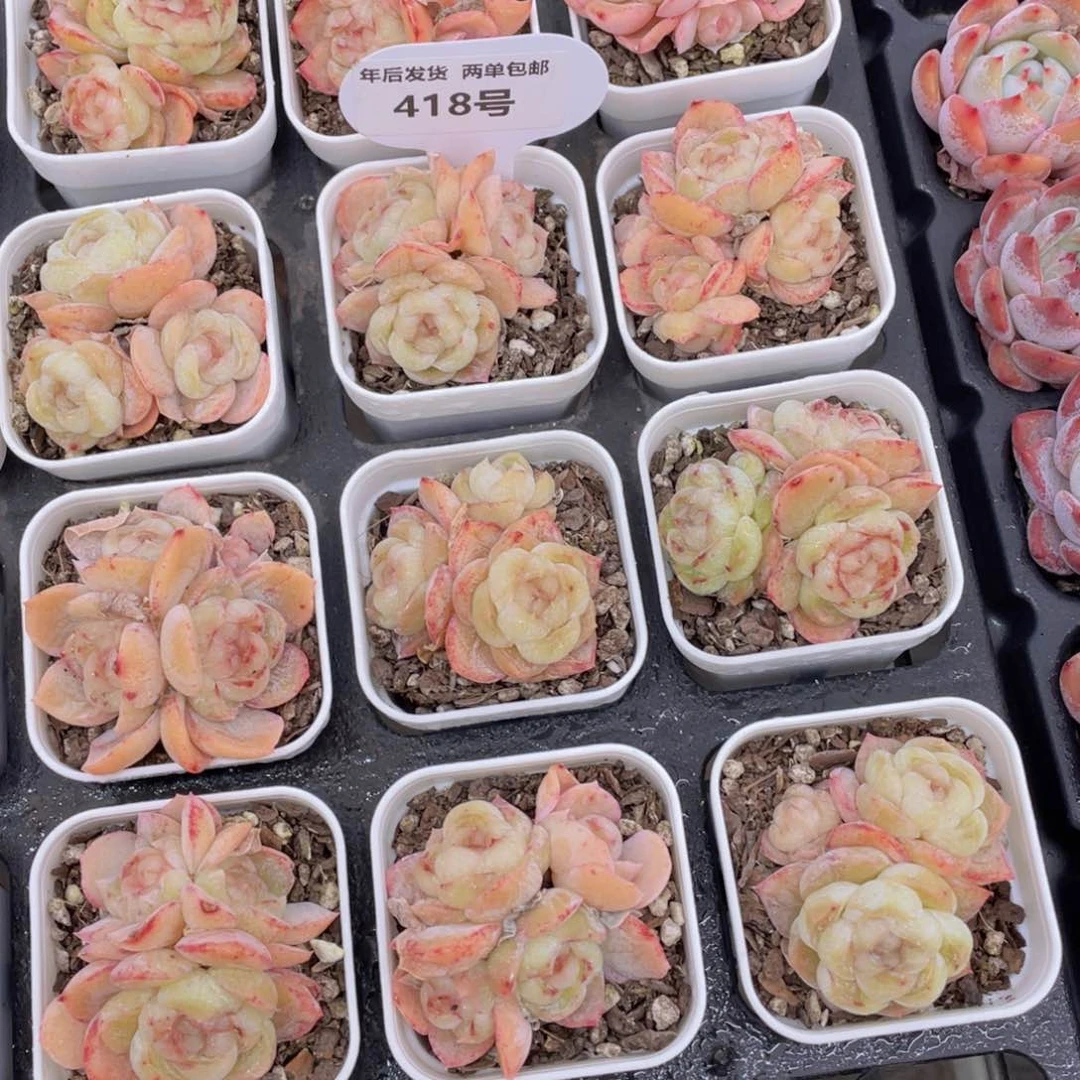 418号糖心胖虎多头群一个