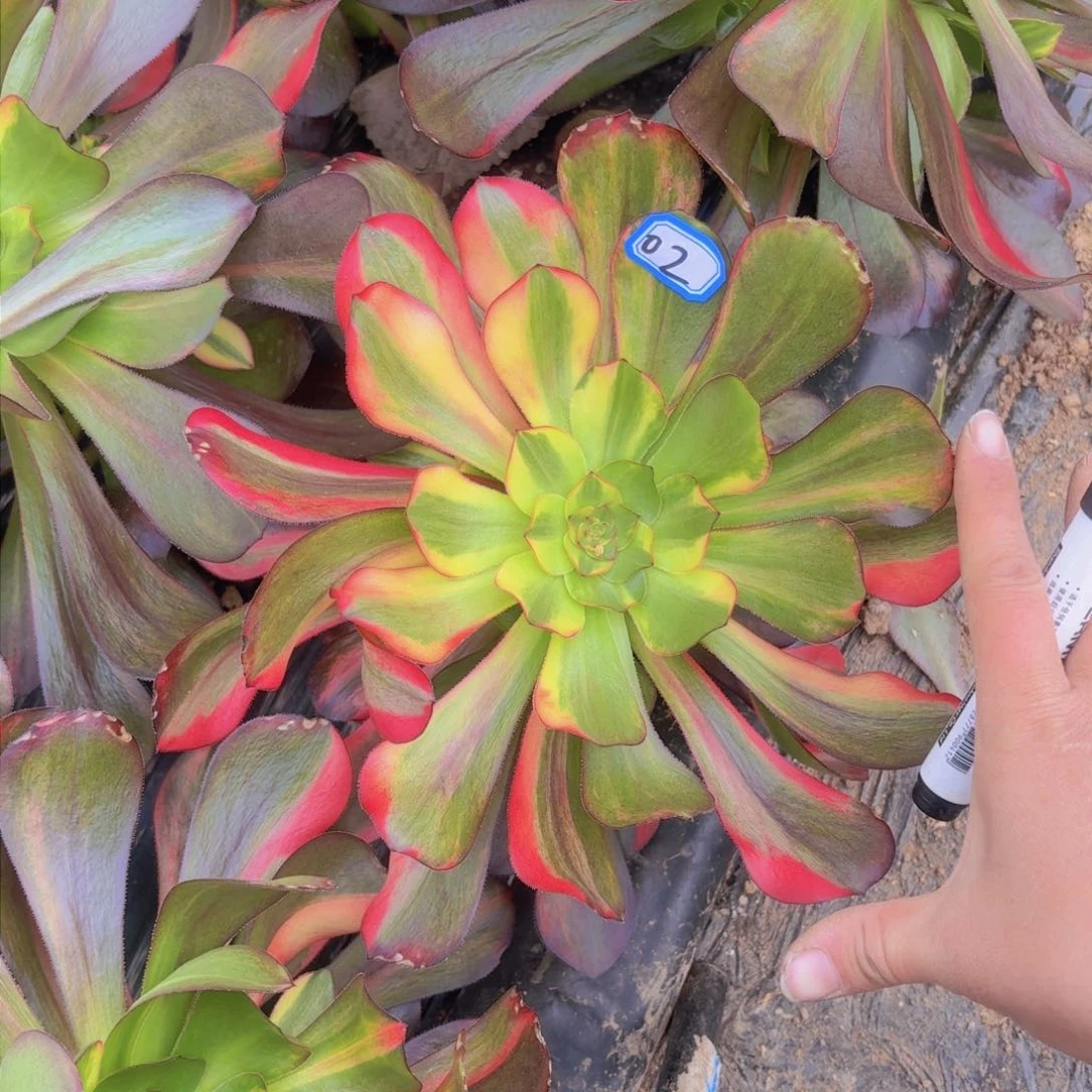 巫毒七彩02法师多肉y