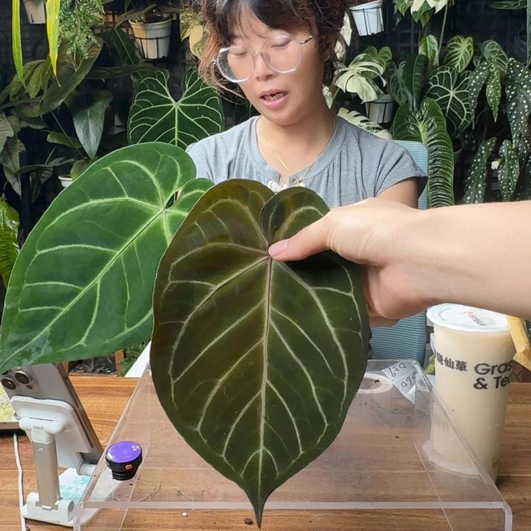 啊***丫无花朵一物一拍D58