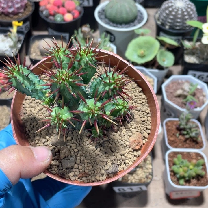 幺****828大红刺麒麟多头