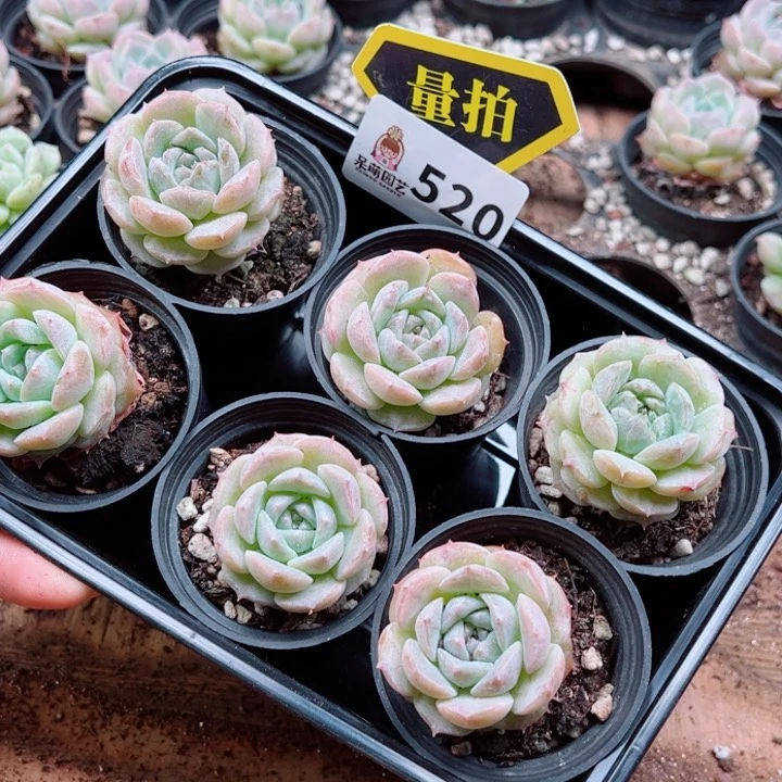 多肉植物多肉植物