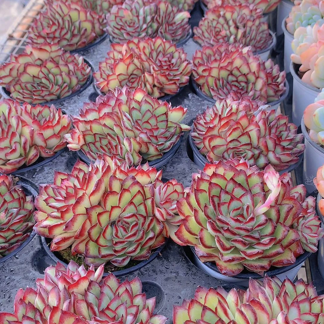 肉酱玫瑰234677899000