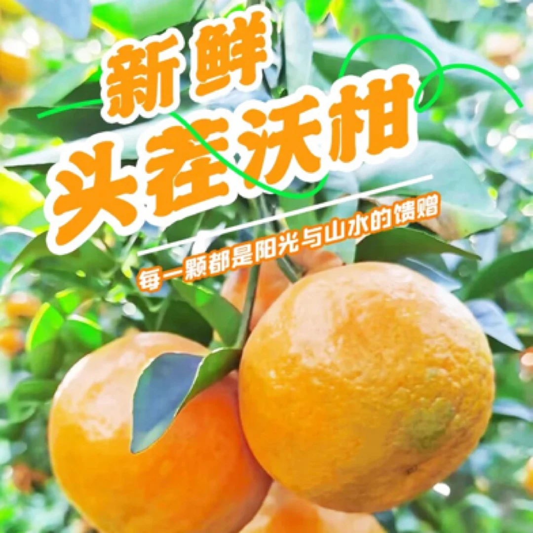 【云南高山沃柑破价啦】新鲜现摘香甜多汁优质好果助农特惠果园直发