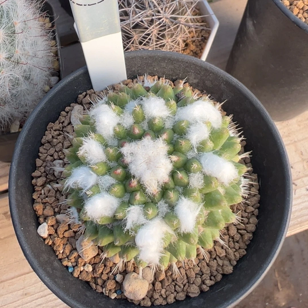 218实生根雪糕多肉植物带盆土