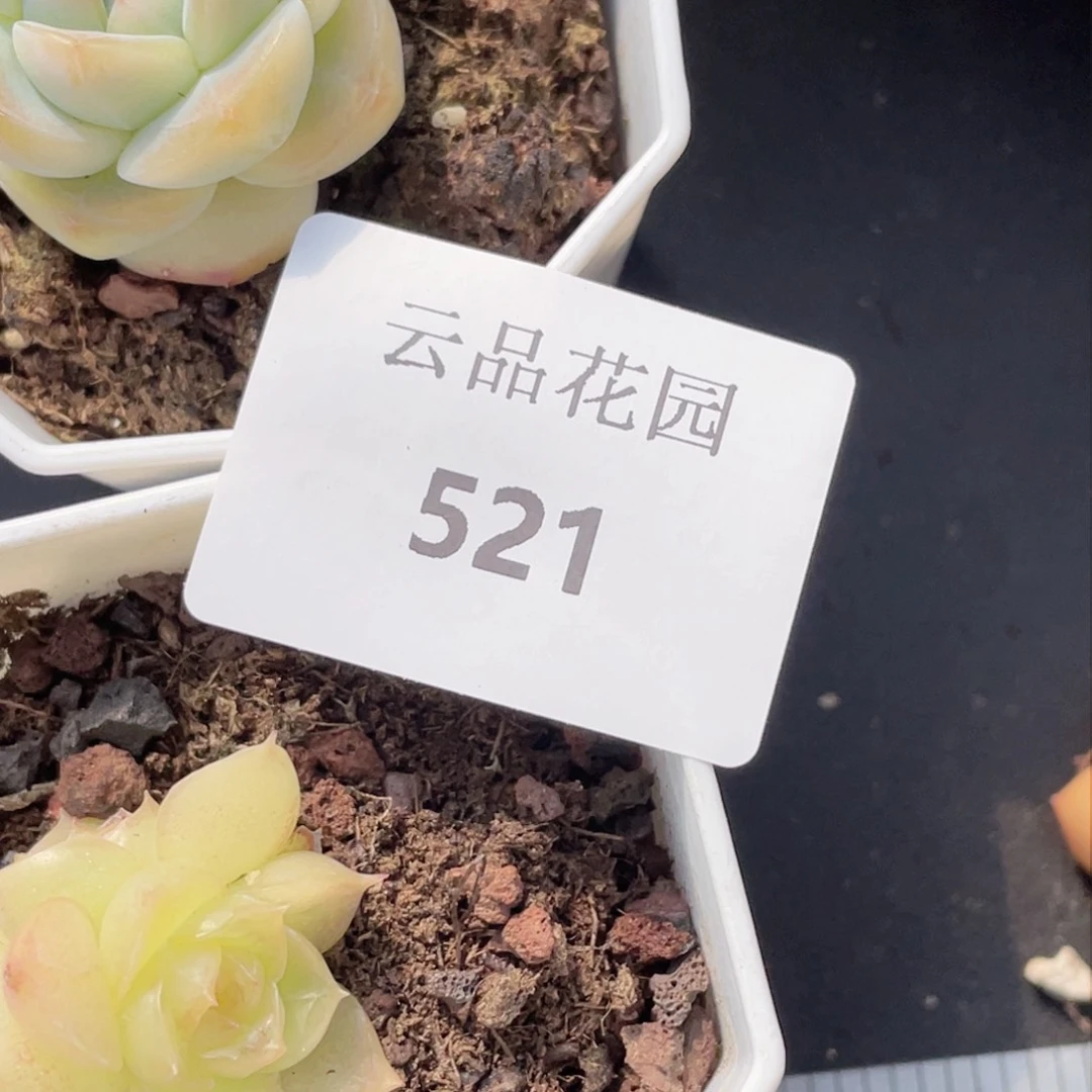 丁***3521号糖心冰心珍妮2