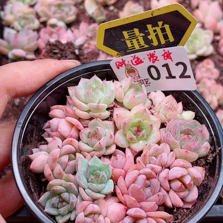 多肉植物多肉植物