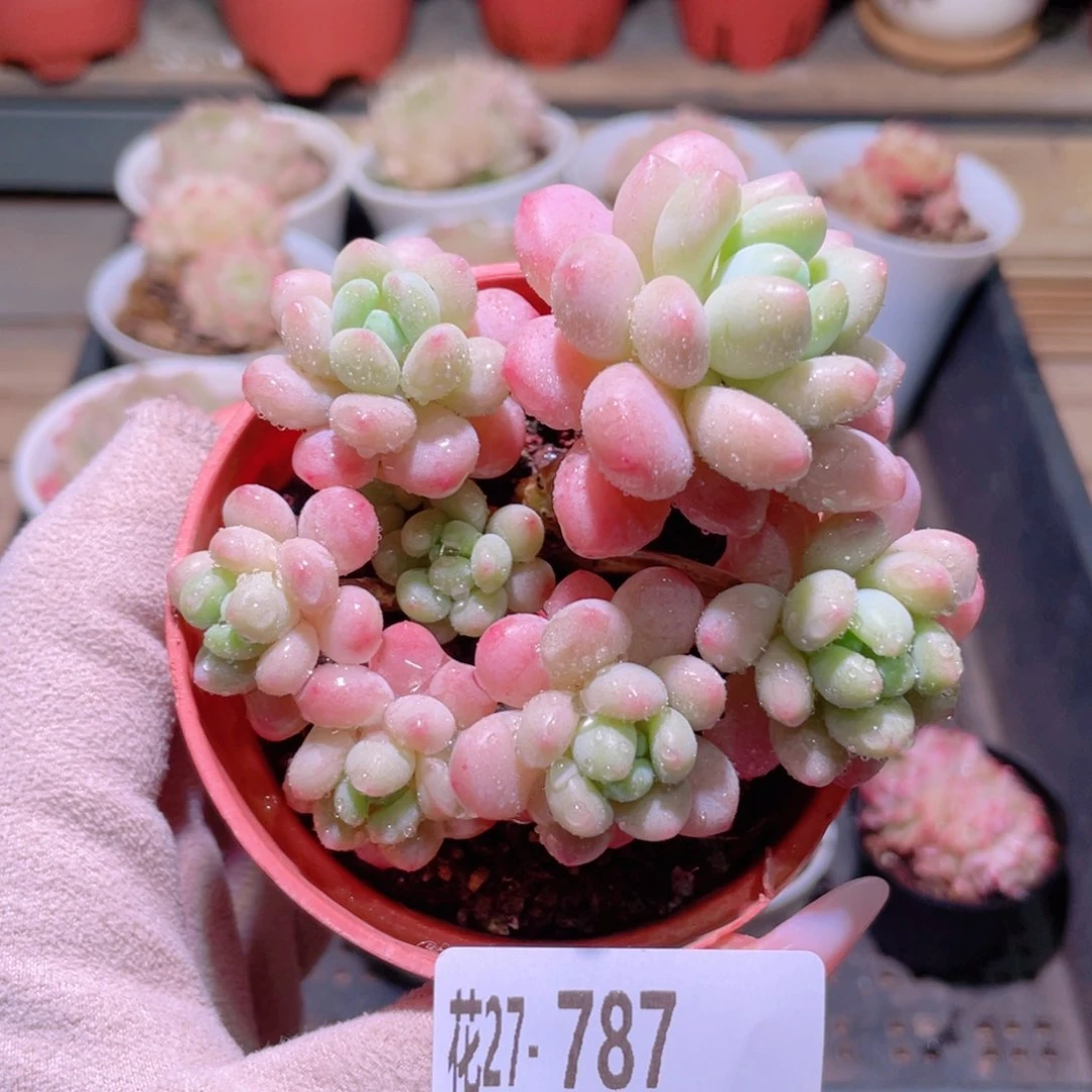 花利美27-787洛可可