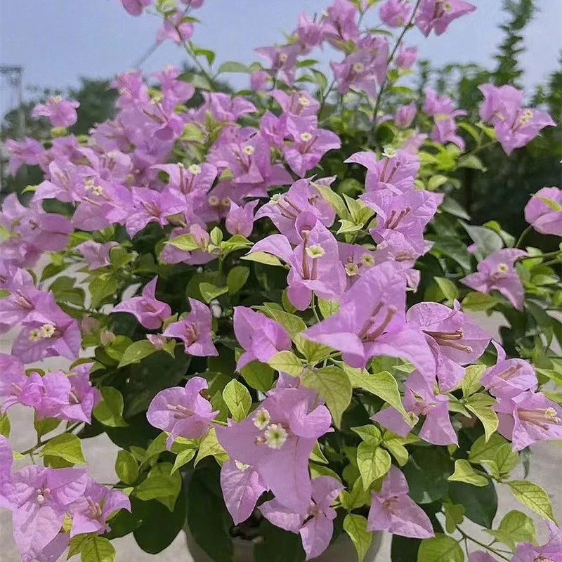 【丽娜】三角梅四季勤花丰花（收到落花掉叶，光杆属正常不售后 ）