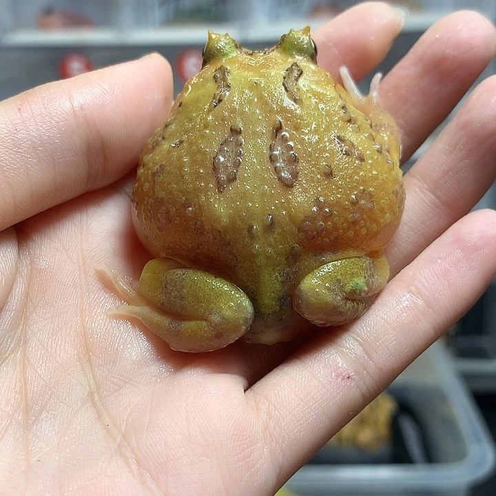 角蛙1655土豆变异大尺寸