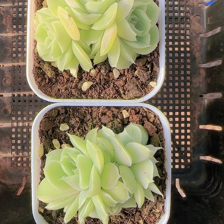 花时光精品多肉12
