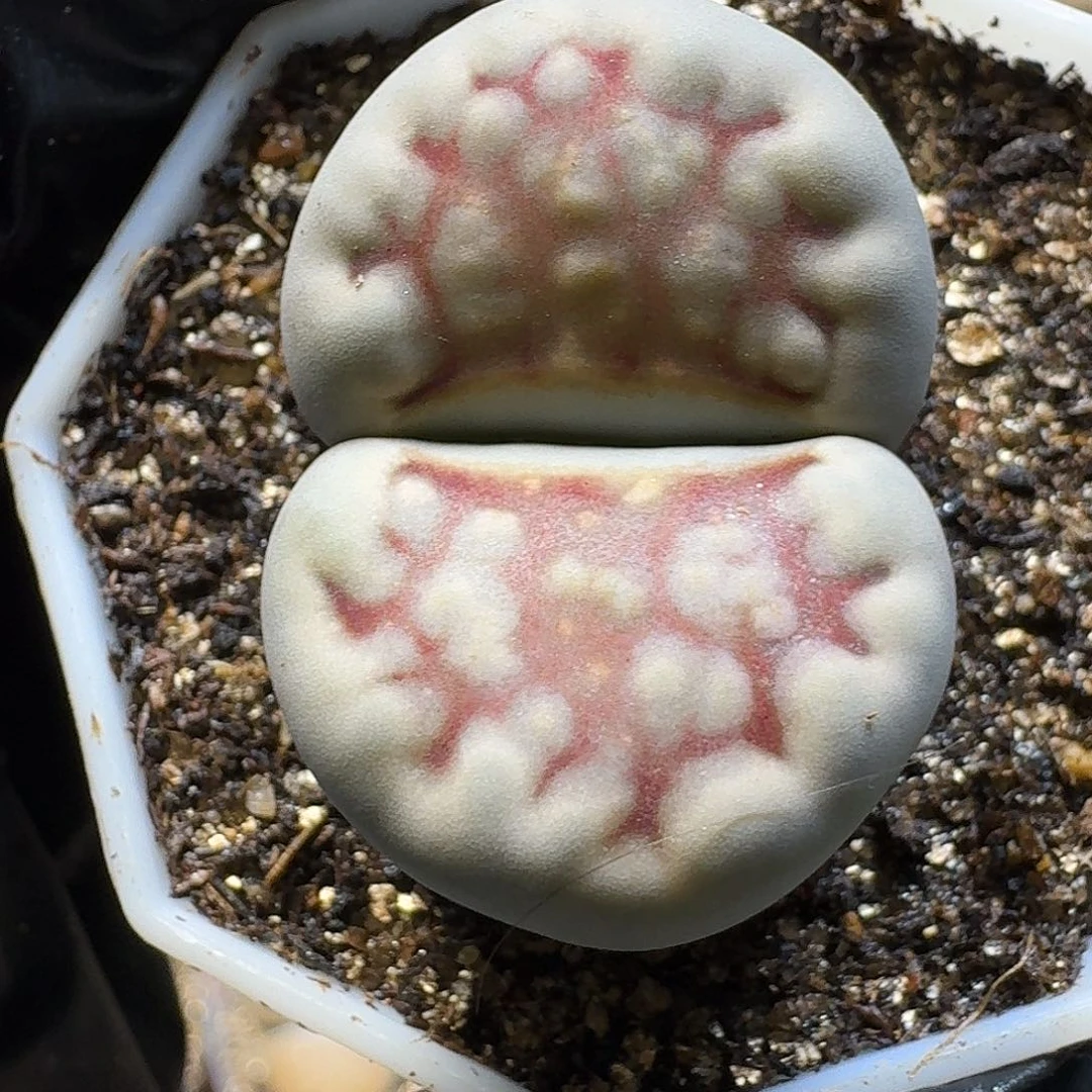 生石花33:：。  95号