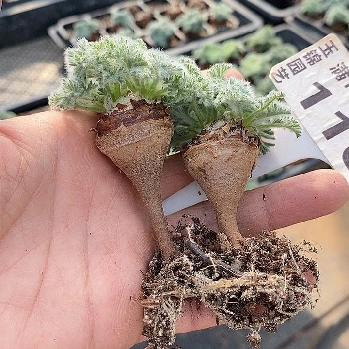 116羽叶洋葵一一一一一一一