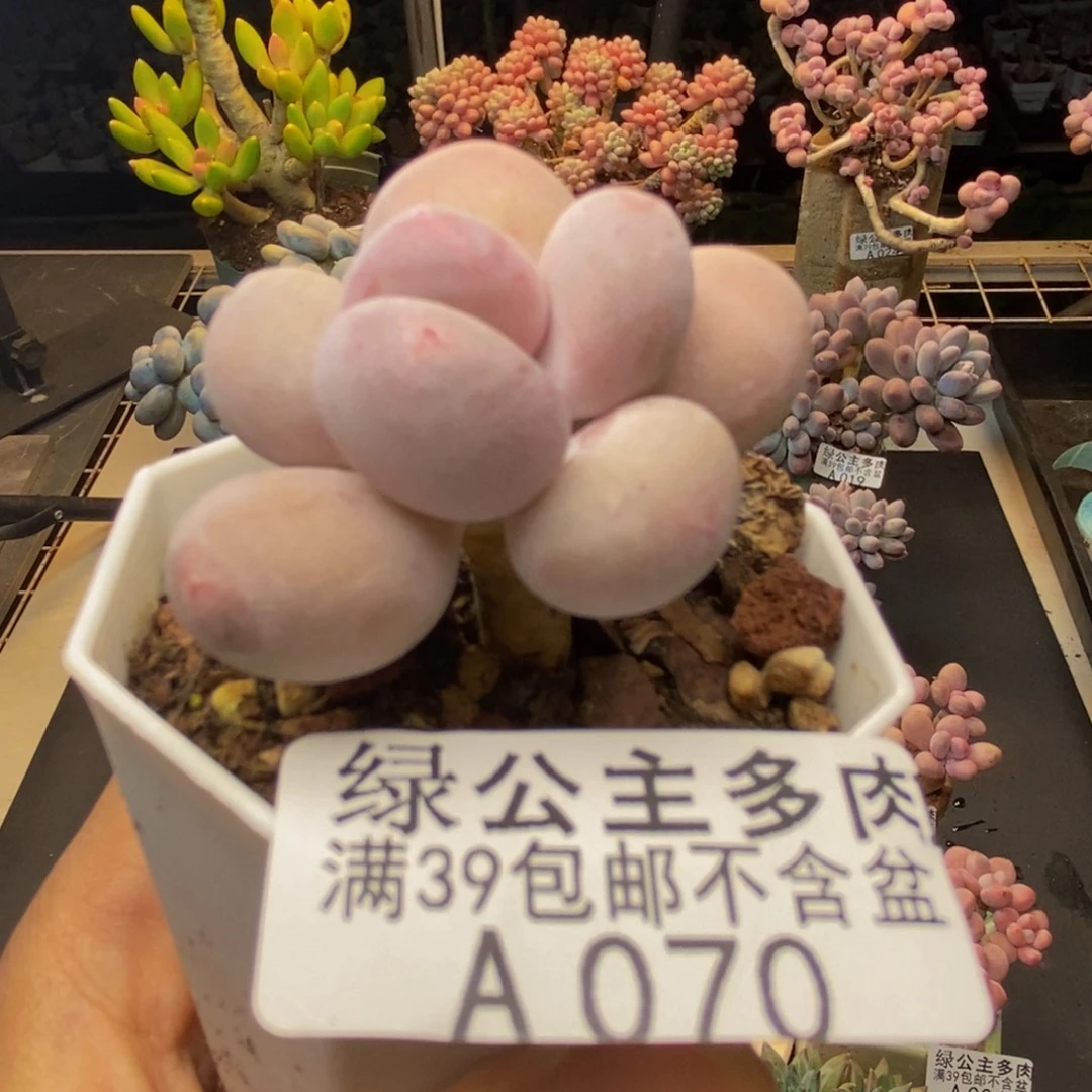 070丸叶汤圆多肉3cm