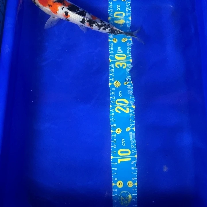 锦鲤有****好红白三色介子大正2