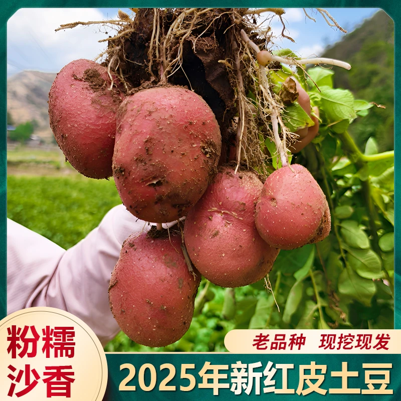 云南新鲜红皮黄心土豆高原红皮土豆粉糯香甜细腻农家现挖现发包邮
