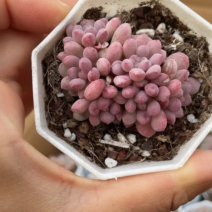 萌豆随机发满18包邮