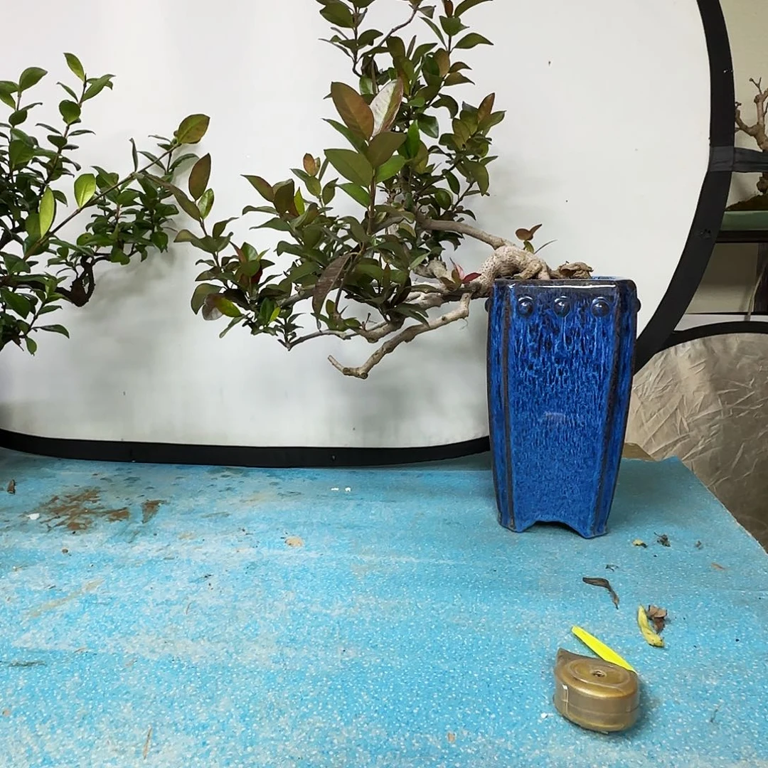 欢***雄无花朵风车茉莉佛包邮