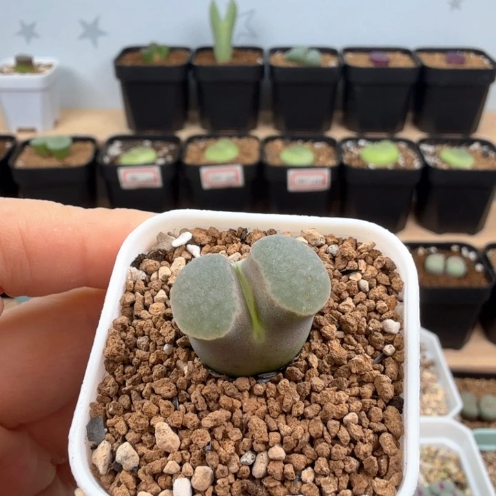 园艺雪花磁铁 带盆发