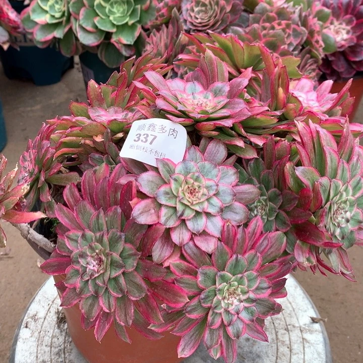 337多肉植物一棵包邮特价