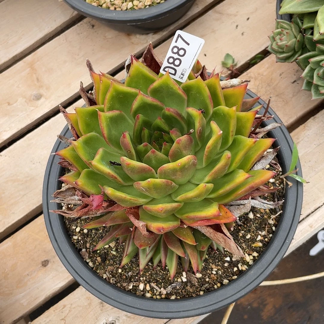 若如东云组拍D887