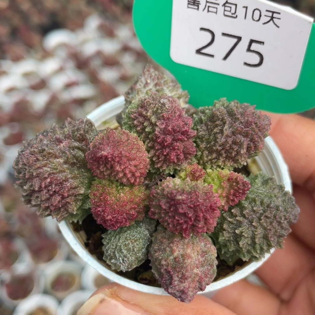 275。