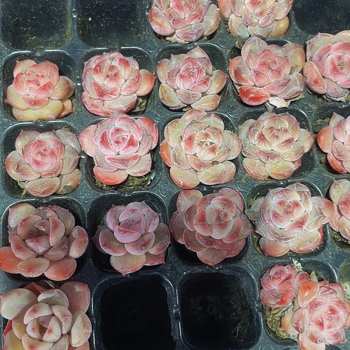 小红钻1元带土发