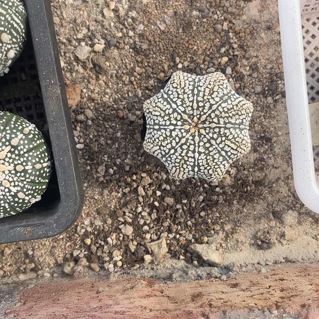 完全开放三****官特价1 100