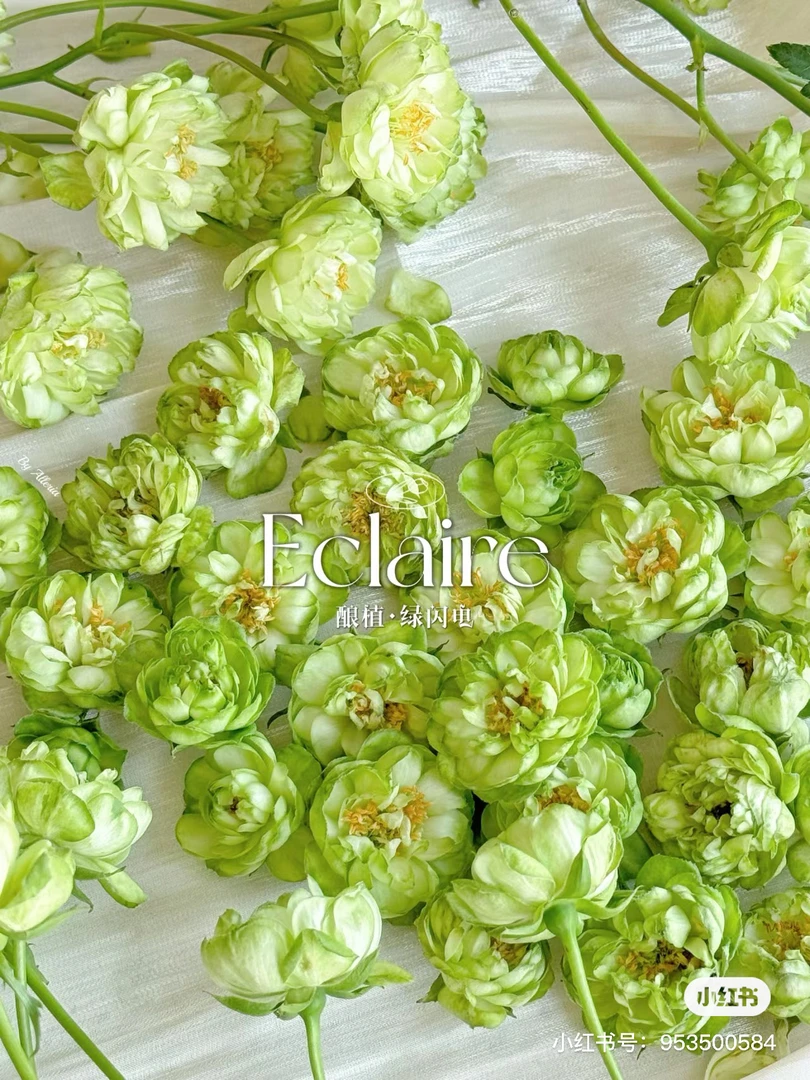 【酿植】绿闪电 任拍满三单花包邮鲜切花10支装%20不售后家居花店