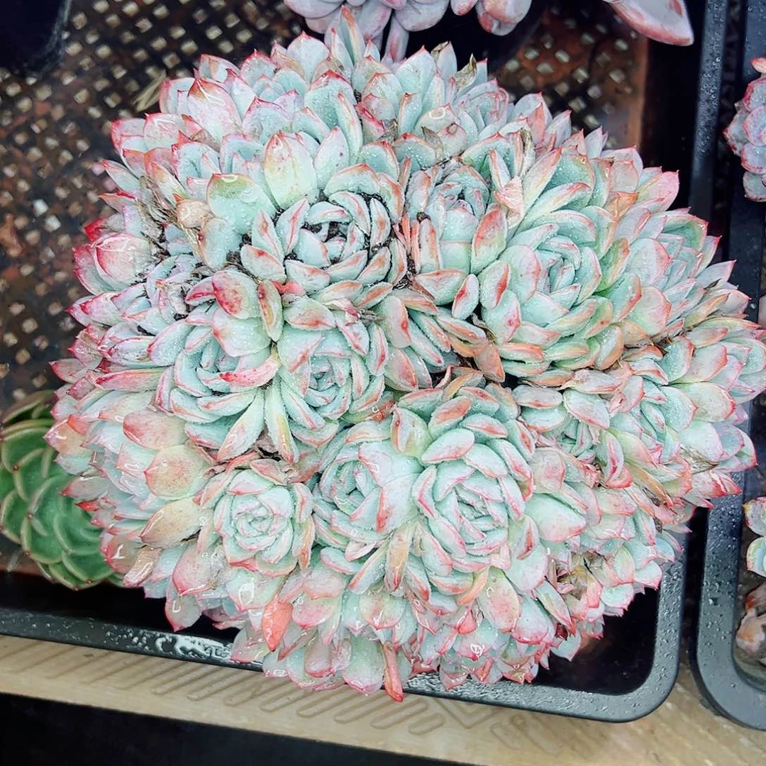 莎莎朵朵缀，一物一拍