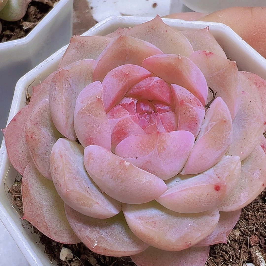 冰花女郎19包邮多肉植物