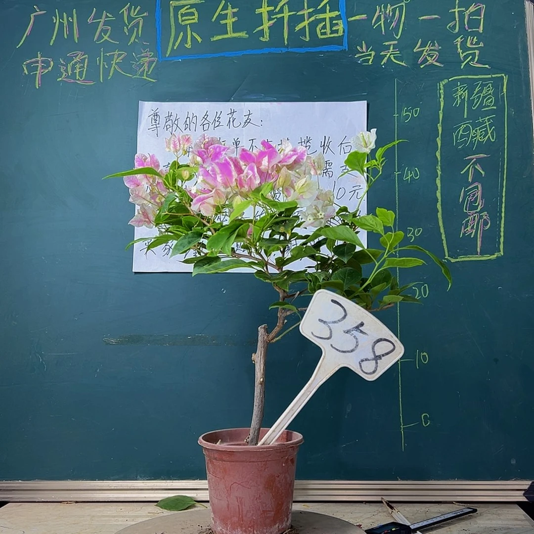 当前无花栽培后可以开花广红樱 358