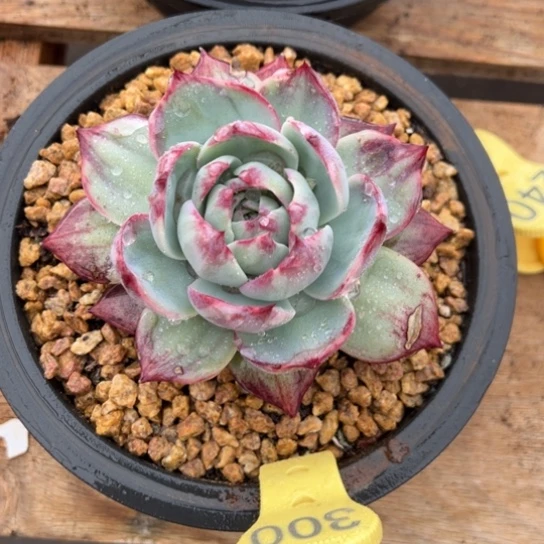 300惊鸿仙子 夏鸣园艺