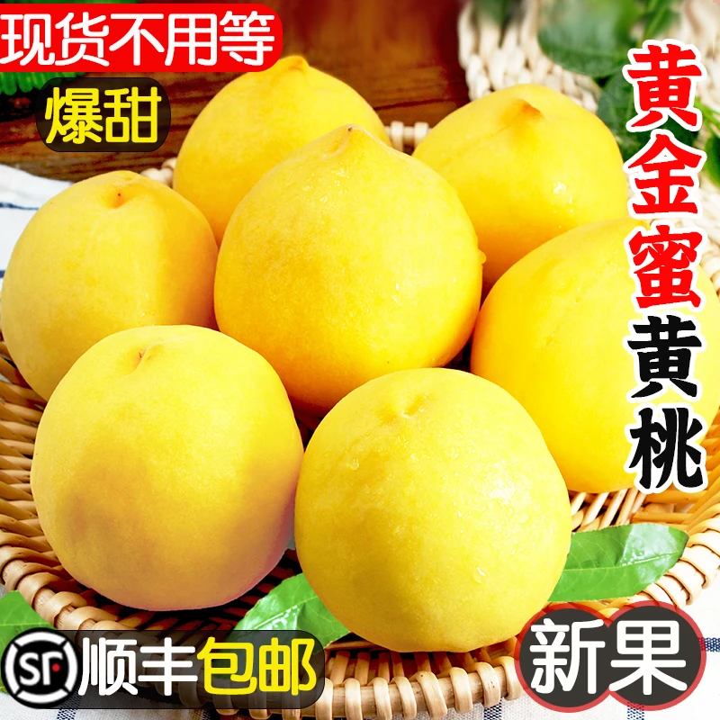 【现货现摘 顺丰包邮】正宗黄金蜜黄桃桃子当季新鲜水果2斤3斤5斤