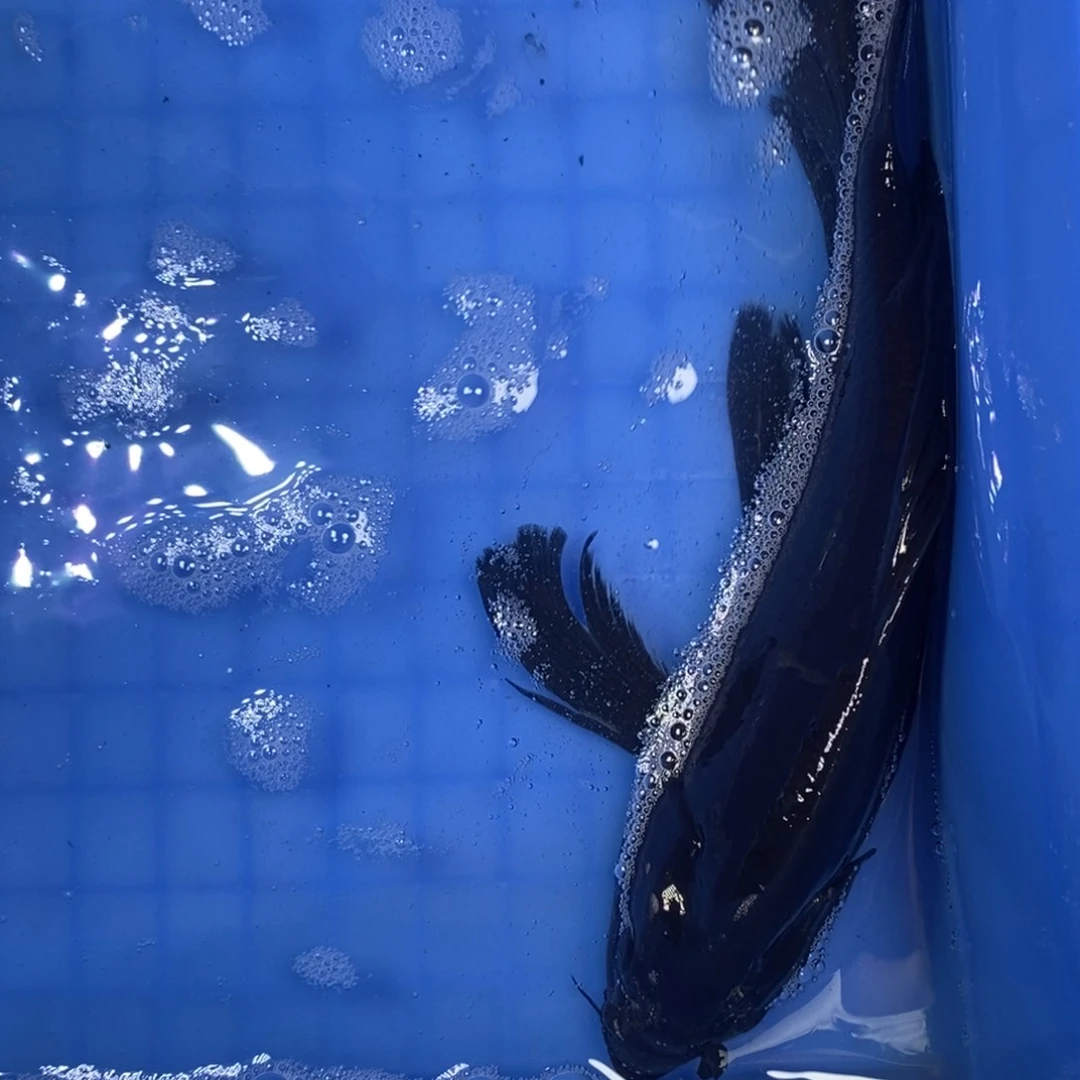 锦鲤冷水锦鲤包邮