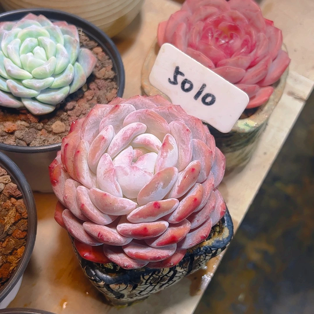 橙梦露5010号一物一拍