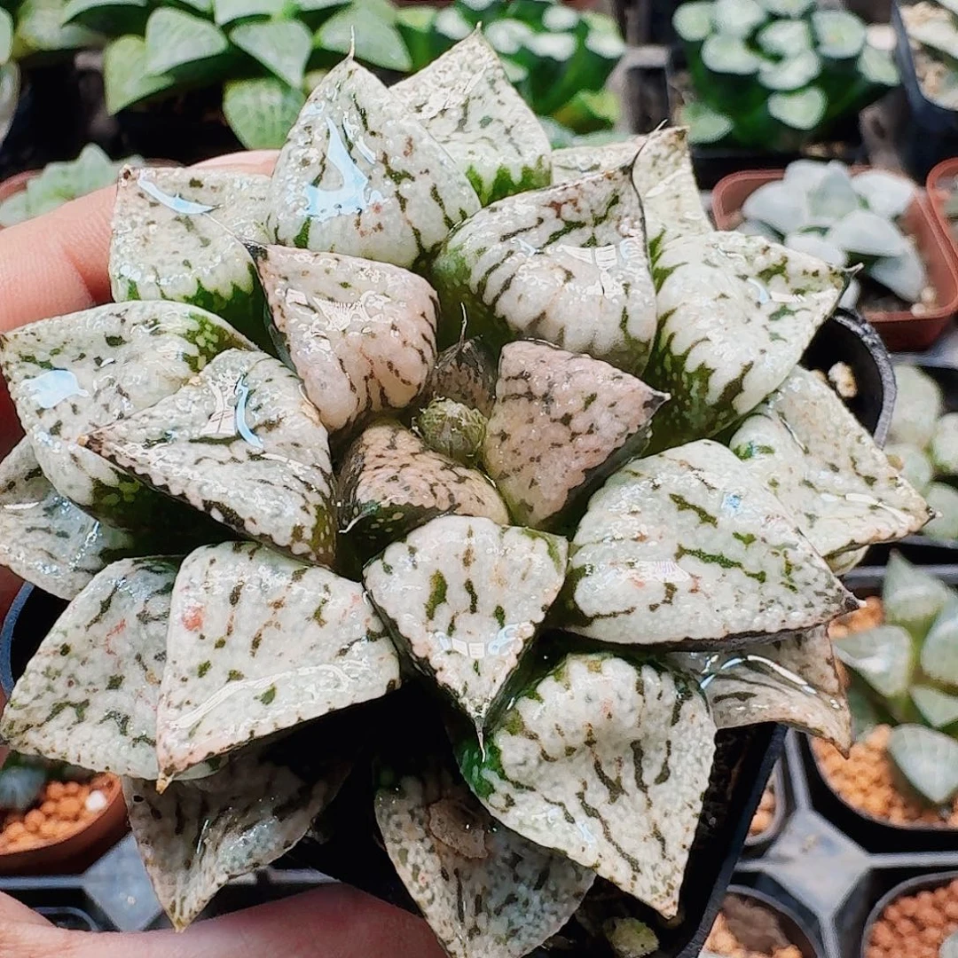 十二卷 潘多拉 母本 福利