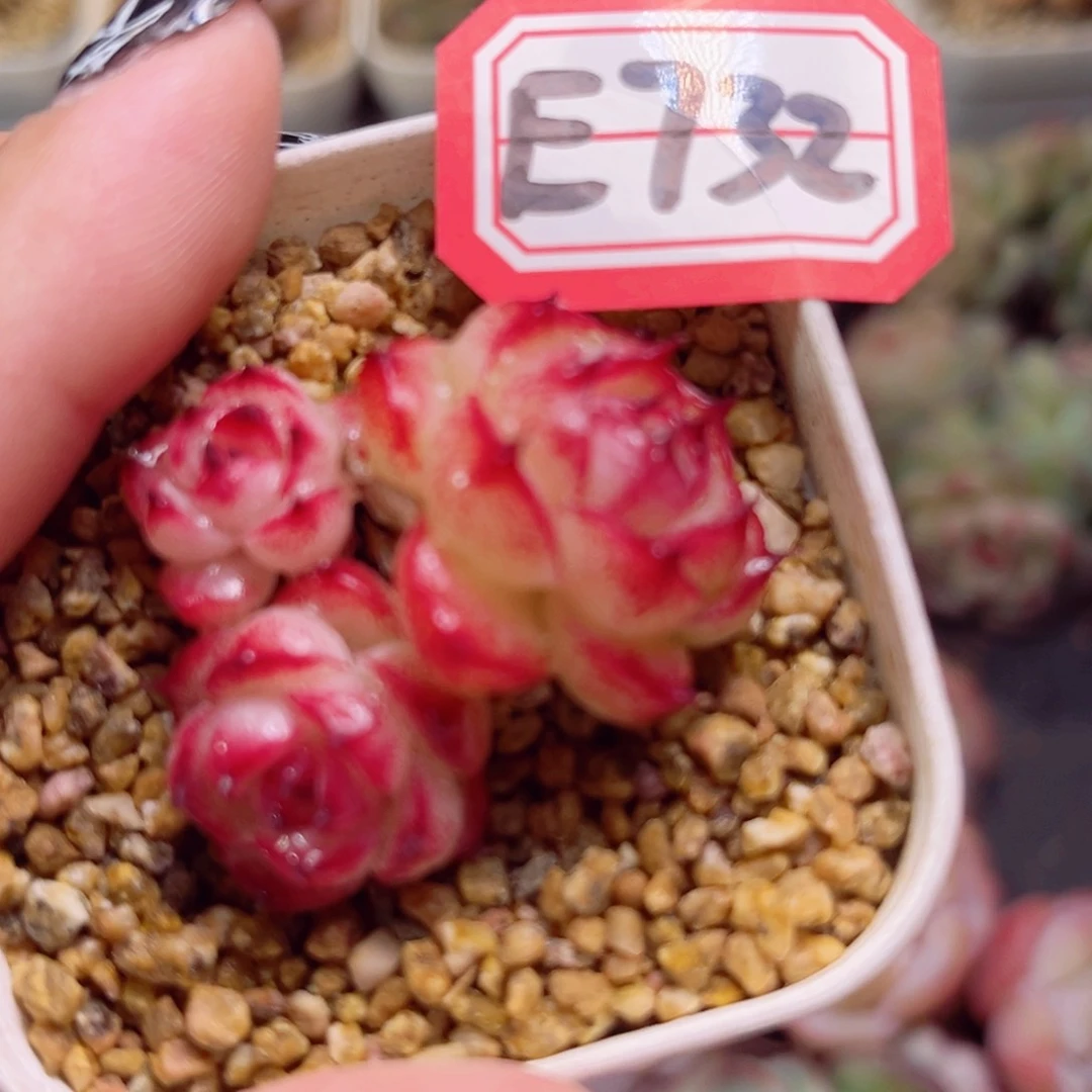 E732 一物一拍 夏日花火带土团