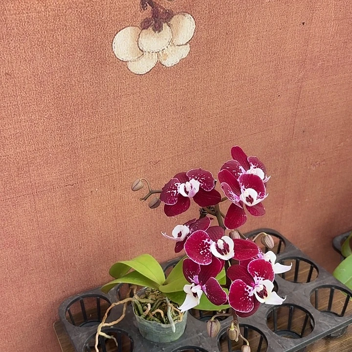 吾***谷完全开放0736蝴蝶兰实生