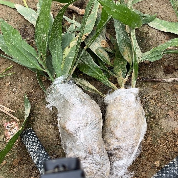 牛粪2457998999899099