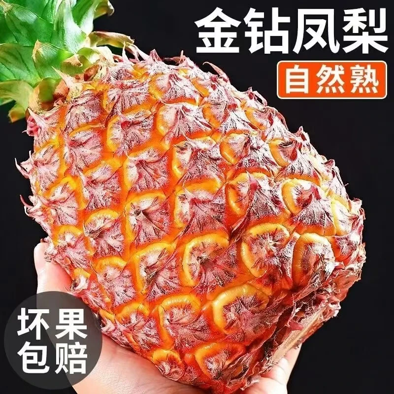 金钻凤梨源于云南西双版纳高山种植日照充足自然成熟凤梨皮薄肉足