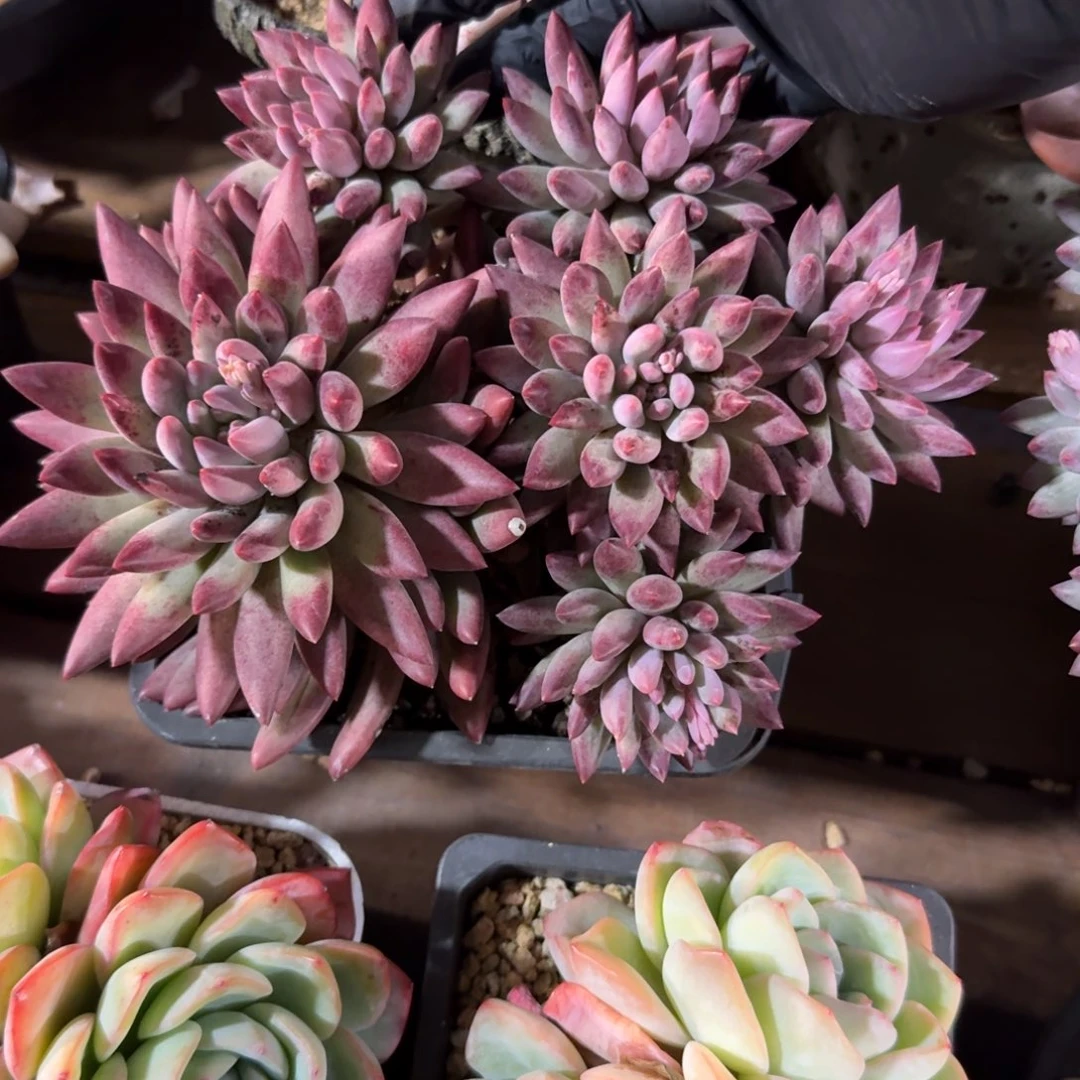 虞美人大群11111111111111