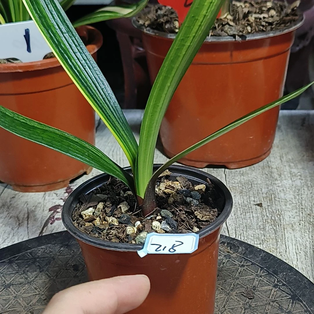 意***蕴君子兰默认君子兰218