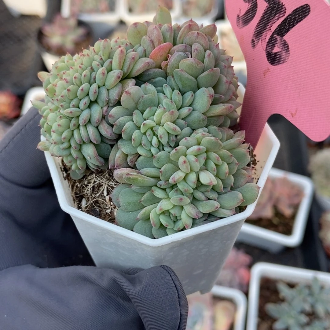376白胖子缀多肉植物
