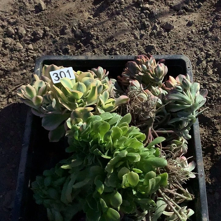 张**妹301DVD肉植物组合晚1