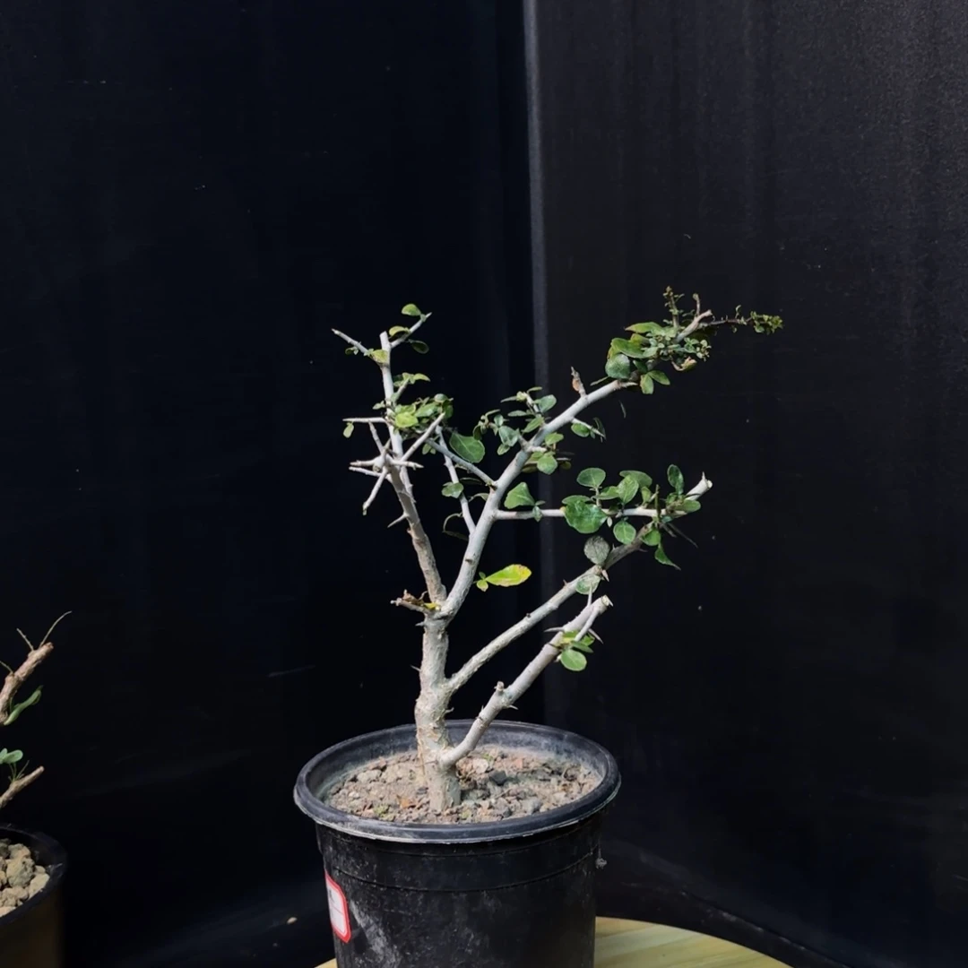 桃林带盆发货11111