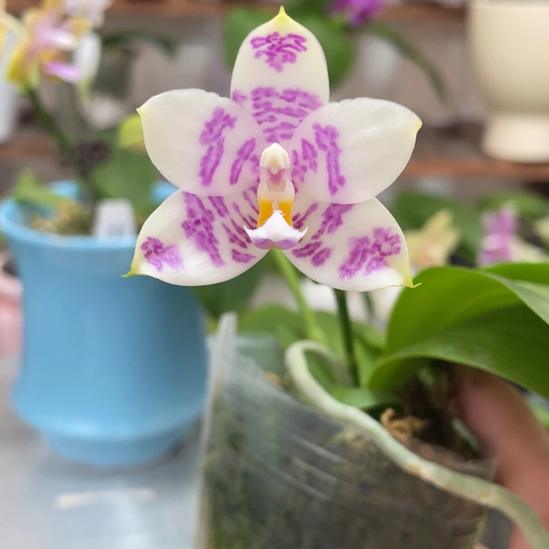 完全开放16叶瑕花期不保