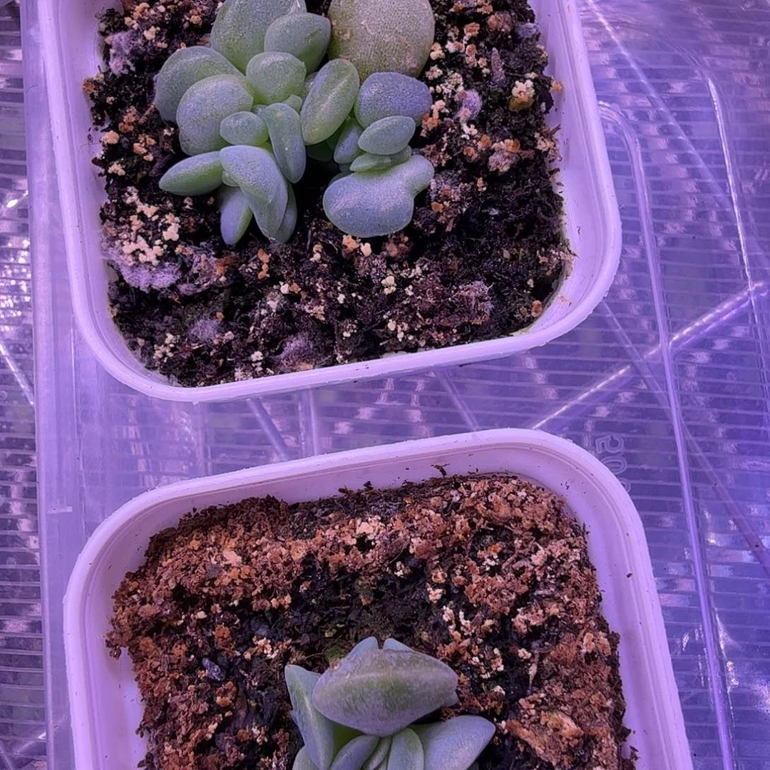 火烈鸟，楼兰一物一拍